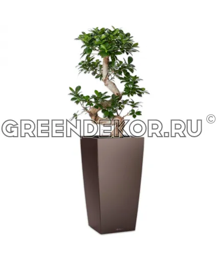 Фикус Микрокарпа бонсай S-type в кашпо Lechuza Cubico 30 коричневый Высота 110 см