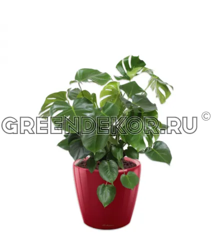 Монстера куст в кашпо Lechuza Сlassico LS 43 красный Высота 90 см