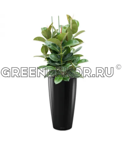 Фикус Робуста 3 ствола в кашпо Lechuza Rondo 32 черный Высота 120 см