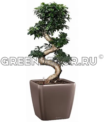 Фикус Микрокарпа Бонсай в кашпо с автополивом LECHUZA Кофе металлик высота 120 см