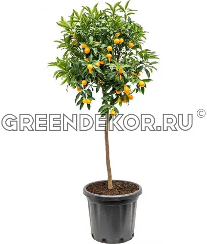 КУМКВАТ Диаметр 40см Высота 150см