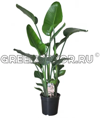 СТРЕЛИЦИЯ НИКОЛАЙ Диаметр 24 см Высота 110 см