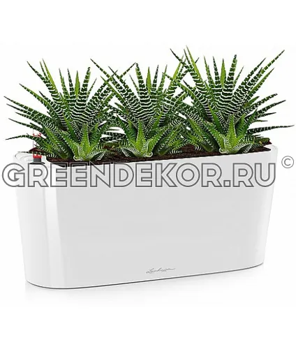 Хавортия в кашпо с автополивом LECHUZA Белый блестящий высота  25 см