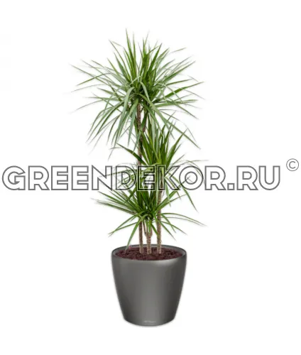 Драцена Маргината 3 ствола 24/150см в кашпо Lechuza Classico LS 35 антрацит Высота 150 см