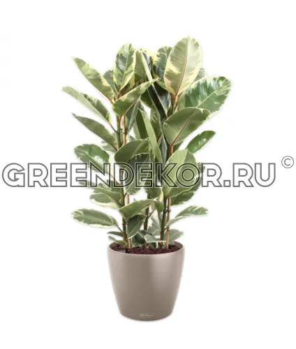 Фикус Эластика Тинеке 3 ствола в кашпо Lechuza Classico Color 43 бежевый Высота 160 см