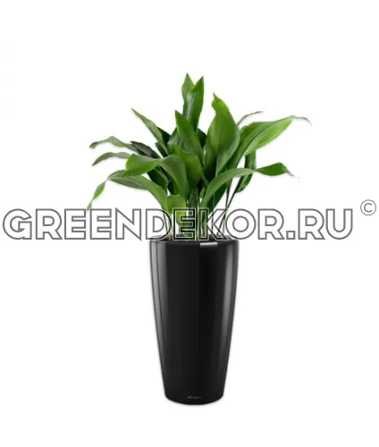 Композиция из аспидистр в кашпо Lechuza Rondo 32 черный Высота 100 см