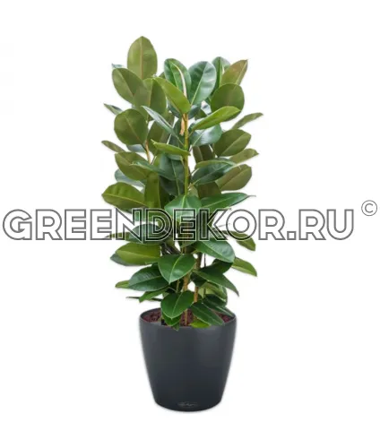 Фикус Эластика Робуста 3 ствола 170см в кашпо Lechuza Classico Color 43 серый Высота 170 см