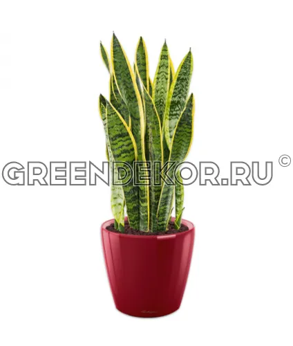 Сансевиерия Лауренти в кашпо Lechuza Classico LS 43 красный Высота 100 см