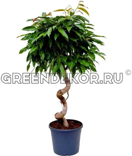 ФИКУС АМСТЕЛ КИНГ СПИРАЛЬ Диаметр 35 см Высота 150 см