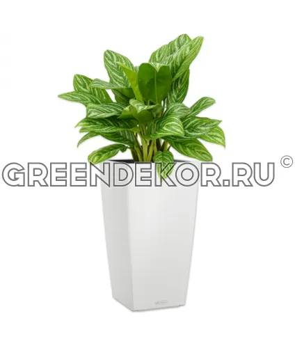 Аглаонема Страйпс в кашпо Lechuza Cubico Color 30 белый Высота 100 см