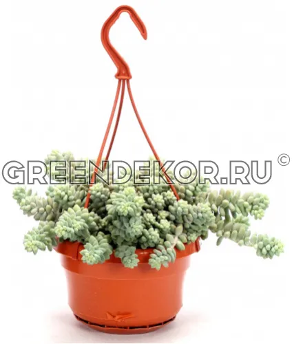 СЕДУМ БУРИТО ПОДВЕСНОЙ Диаметр 19 см Высота 30 см