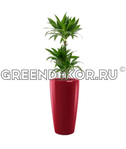 Драцена Джанет Крейг 3 ствола 21/120см в кашпо Rondo 32 красный Высота 140 см