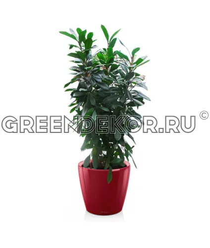 Фикус Циатистипула 3 ствола в кашпо Lechuza Сlassico LS 43 красный Высота 130 см