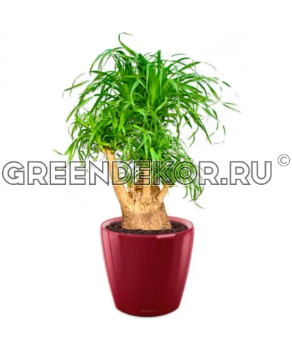 Нолина бранч в кашпо Lechuza Сlassico LS 43 красный Высота 140 см
