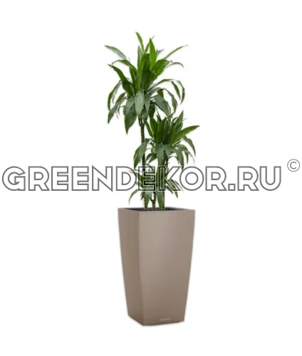 Драцена Джанет Крейг 3 ствола 24/140см в кашпо Cubico COLOR 30 бежевый Высота 180 см