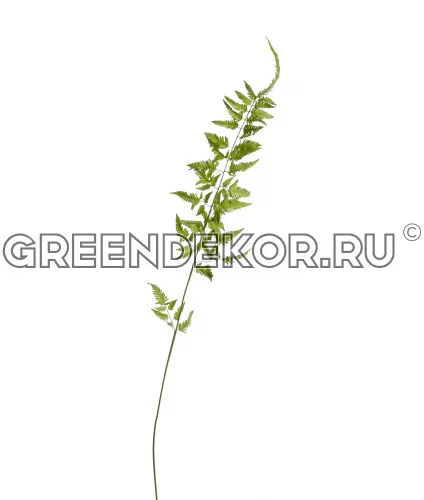 Ветка Папоротника Железного (искусственная) высота 135 см фото 2