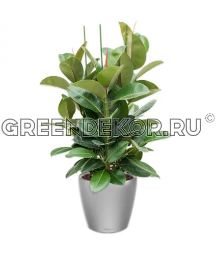 Фикус Эластика Робуста 3 ствола 140см в кашпо Lechuza Classico LS 43 серебро Высота 140 см