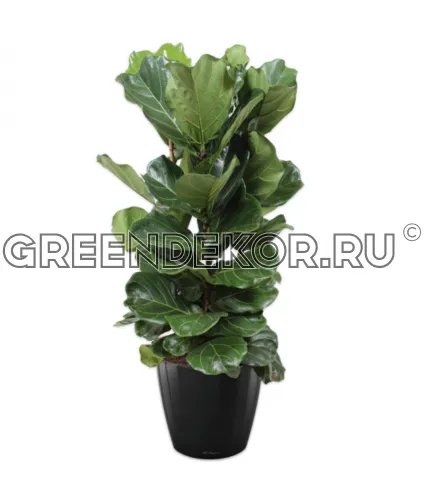 Фикус Лирата 3 ствола в кашпо Lechuza Сlassico LS 43 черный Высота 150 см