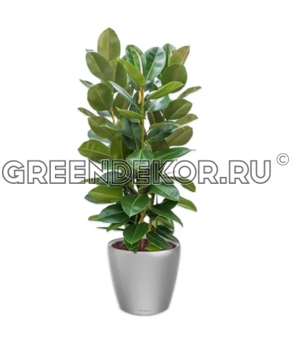 Фикус Эластика Робуста 3 ствола 170см в кашпо Lechuza Classico LS 43 серебро Высота 170 см