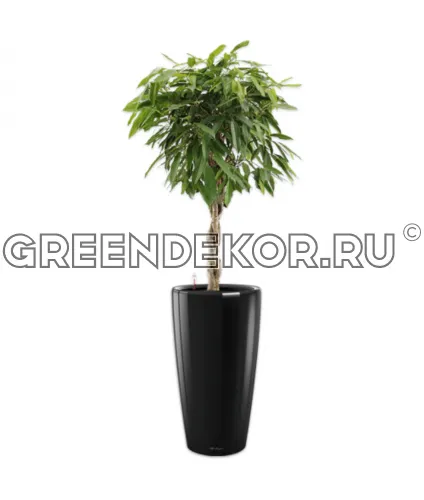 Фикус Биннедика Амстел Кинг штамб твист в кашпо Lechuza Rondo 40 черный Высота 180 см