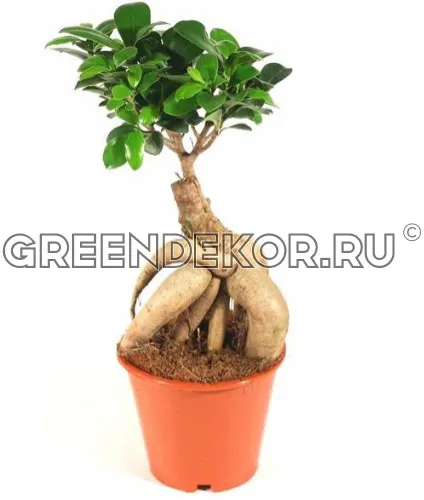 ФИКУС МИКРОКАРПА ГИНСЕНГ Диаметр 12см Высота 30см