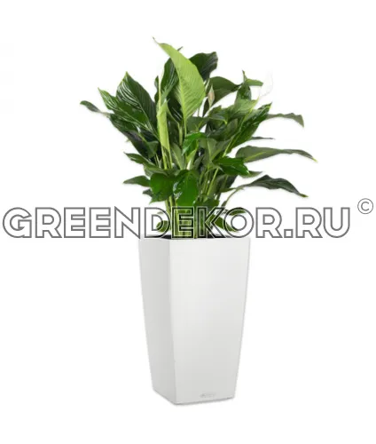 Спатифиллум в кашпо Lechuza Cubico Color 30 белый Высота 120 см