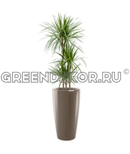 Драцена Маргината 3 ствола 24/150см в кашпо Lechuza Rondo 32 серо-коричневый Высота 180 см