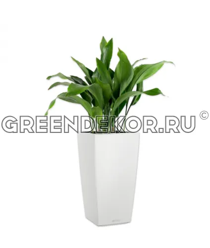 Композиция из аспидистр в кашпо Lechuza Cubico Color 30 белый Высота 100 см