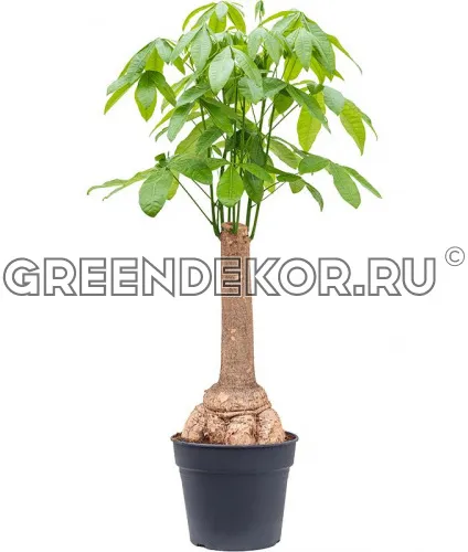 ПАХИРА АКВАТИКА ДИАМЕТР 34 СМ ВЫСОТА 160 СМ