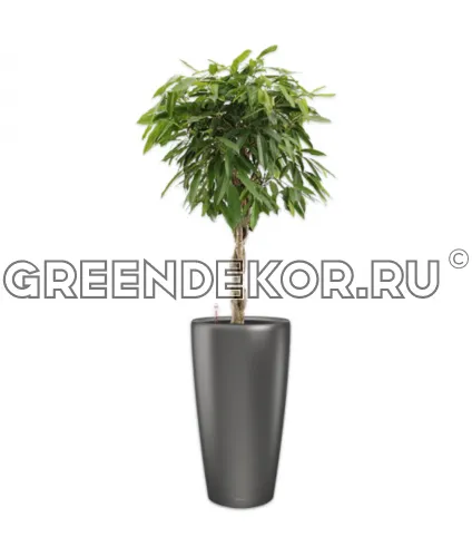 Фикус Биннедика Амстел Кинг штамб твист в кашпо Lechuza Rondo 40 антрацит Высота 180 см