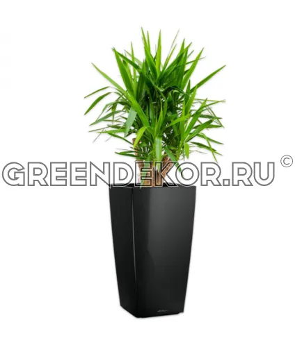 Юкка разветвленная в кашпо Lechuza Cubico 40 черный Высота 180 см
