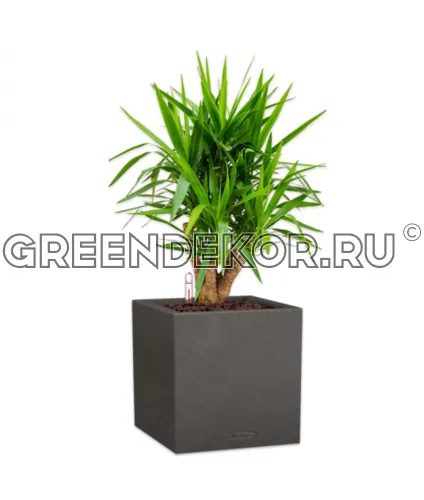 Юкка бранч в кашпо Lechuza CANTO Stone low 40 графитовый черный Высота 140 см