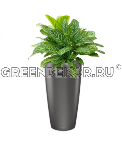 Аглаонемы Страйпс в кашпо Lechuza Rondo 40 антрацит Высота 120 см