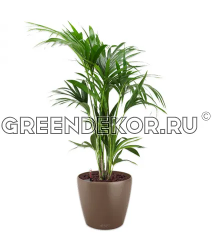 Ховея 24/150см в кашпо Lechuza Classico Color 35 мускат Высота 150 см