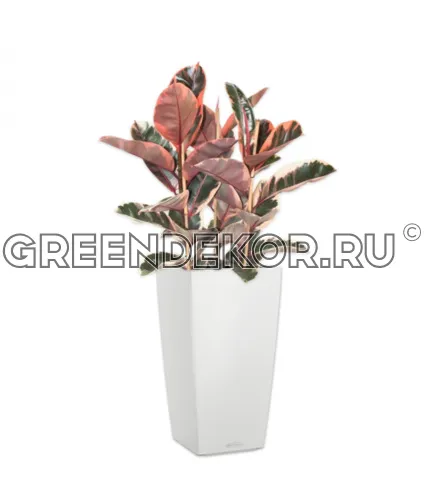 Фикус Эластика Белиз 3 ствола в кашпо Lechuza Cubico Color 30 белый Высота 100 см