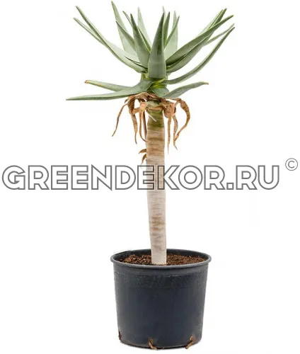 Алоэ дихотомическое (Колчанное дерево) ДИАМЕТР 30 см ВЫСОТА 110 см