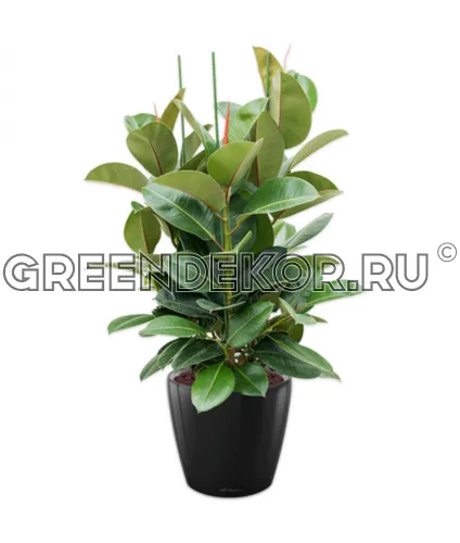 Фикус Эластика Робуста 3 ствола 140см в кашпо Lechuza Classico LS 43 черный Высота 140 см