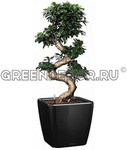 Фикус Микрокарпа Бонсай в кашпо с автополивом LECHUZA Черный высота 120 см