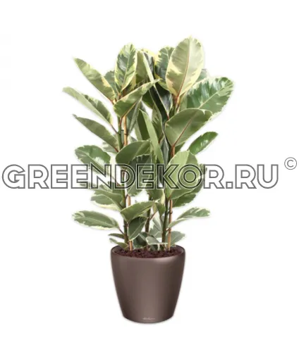 Фикус Эластика Тинеке 3 ствола в кашпо Lechuza Classico LS 43 коричневый Высота 160 см