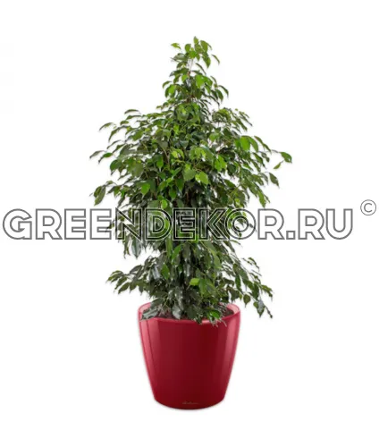 Фикус Бенжамина Миднайт Леди в кашпо Lechuza Classico LS 35 красный Высота 140 см