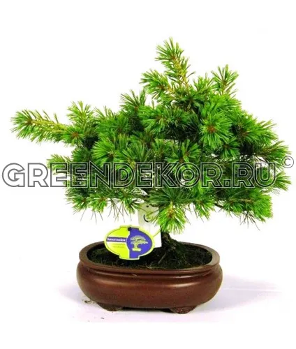 БОНСАЙ СОСНА ДИАМЕТР 20 СМ ВЫСОТА 45 СМ