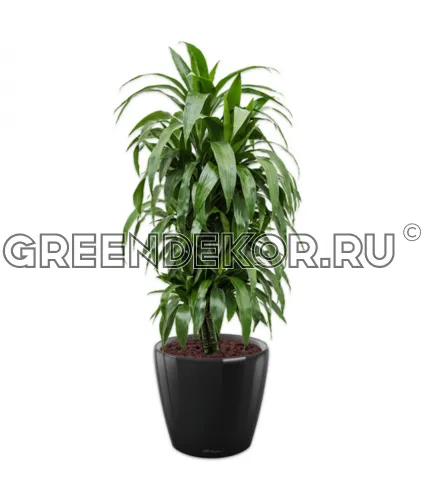 Драцена Джанет Крейг бранч в кашпо Lechuza Classico LS 43 черный Высота 150 см