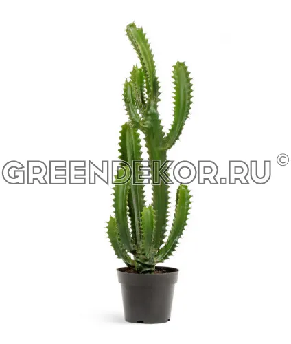 Кактус Цереус Стайл (искусственная) высота 96 см фото 2