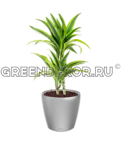 Драцена Лемон Лайм 2 ствола в кашпо Lechuza Classico LS 21 серебро Высота 80 см