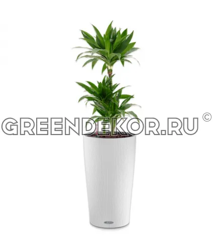 Драцена Джанет Крейг 3 ствола 21/120см в кашпо Cilindro Color 32 белый Высота 140 см