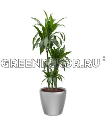 Драцена Джанет Крейг 3 ствола в кашпо Lechuza Classico LS 35 серебро Высота 150 см