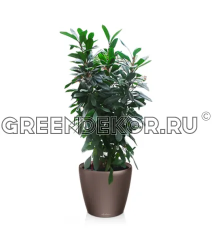 Фикус Циатистипула 3 ствола в кашпо Lechuza Сlassico LS 43 коричневый Высота 130 см