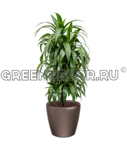 Драцена Джанет Крейг бранч в кашпо Lechuza Classico LS 43 коричневое Высота 150 см