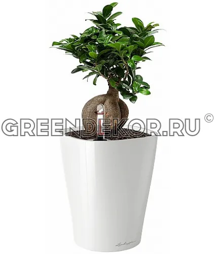 Фикус Микрокарпа в кашпо с автополивом LECHUZA Белый блестящий высота 30 см