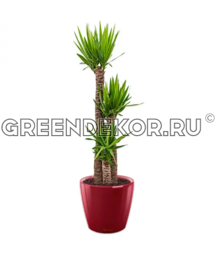 Юкка 3 ствола в кашпо Lechuza Сlassico LS 35 красный Высота 120 см